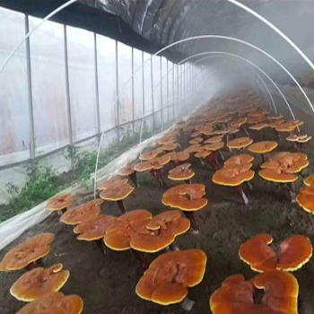大棚內棚拱桿